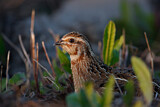 Image. Common Quail