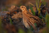 Image. Common Quail