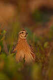 Image. Common Quail