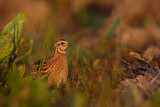 Image. Common Quail