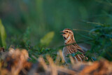Image. Common Quail