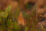 Image. Common Quail