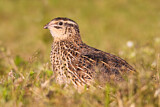 Image. Common Quail