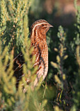 Image. Common Quail