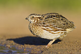 Image. Common Quail