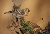 Image. Common Redpoll