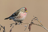 Image. Common Redpoll