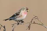 Image. Common Redpoll