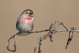 Image. Common Redpoll