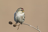 Image. Common Redpoll