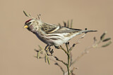 Image. Common Redpoll