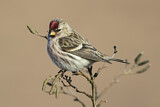 Image. Common Redpoll