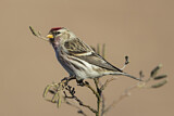 Image. Common Redpoll