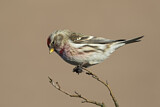 Image. Common Redpoll