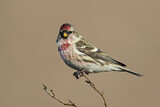 Image. Common Redpoll