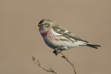 Image. Common Redpoll