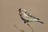 Image. Common Redpoll