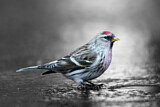 Image. Common Redpoll