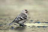 Image. Common Redpoll