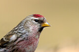 Image. Common Redpoll