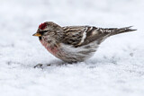 Image. Common Redpoll