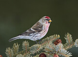 Image. Common Redpoll