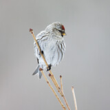 Image. Common Redpoll