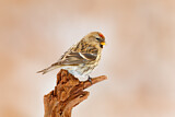 Image. Common Redpoll