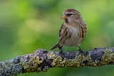 Image. Common Redpoll