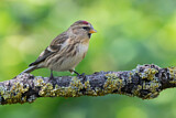 Image. Common Redpoll