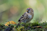Image. Common Redpoll