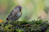 Image. Common Redpoll