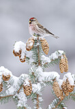 Image. Common Redpoll