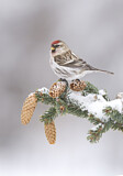 Image. Common Redpoll