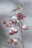 Image. Common Redpoll