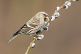 Image. Common Redpoll