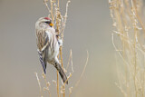 Image. Common Redpoll