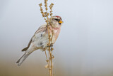 Image. Common Redpoll