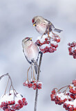 Image. Common Redpoll