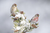 Image. Common Redpoll