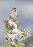 Image. Common Redpoll