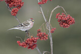 Image. Common Redpoll