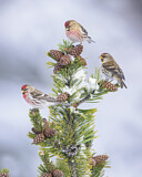 Image. Common Redpoll