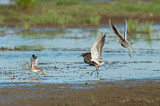 Image. Common Redshank & Ruff