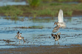 Image. Common Redshank & Ruff