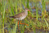 Image. Common Redshank