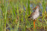 Image. Common Redshank