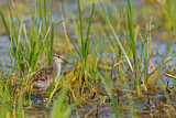 Image. Common Redshank