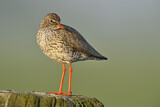 Image. Common Redshank