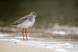 Image. Common Redshank